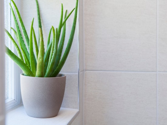 Aloes z doniczki stoi na parapecie w łazience.