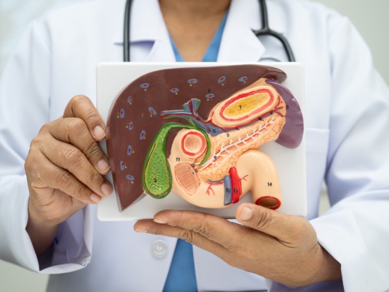 Lekarz trzymający model wątroby – zdrowie układu pokarmowego.